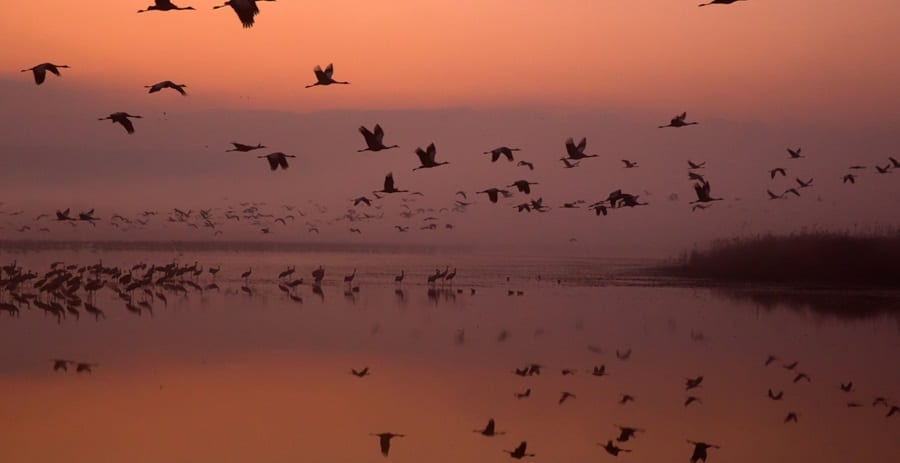 Migratory Birds At The Hula Valley In Northern Israel