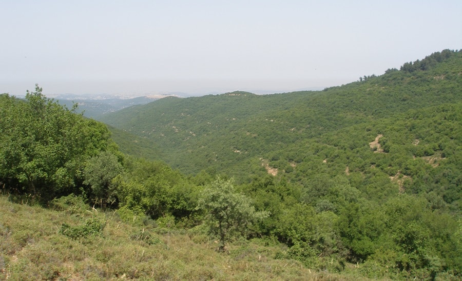 The Forests Of The Upper Galilee Israel