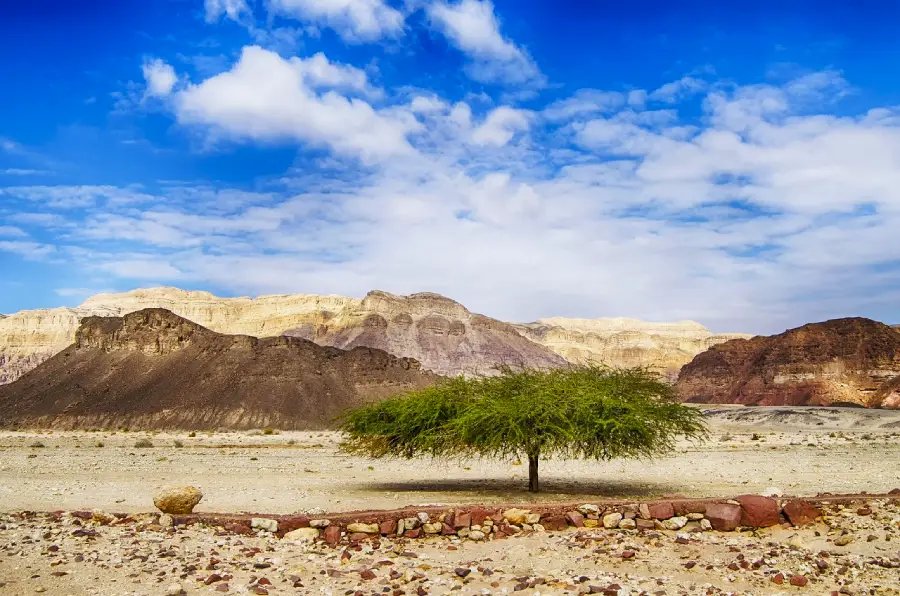 Israel Negev