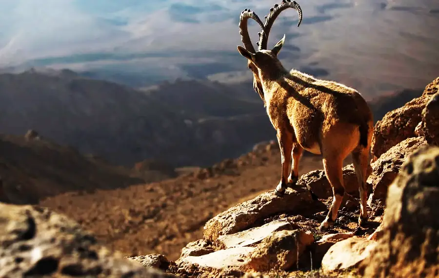 Israeli Ramon Crater Negev Ibex
