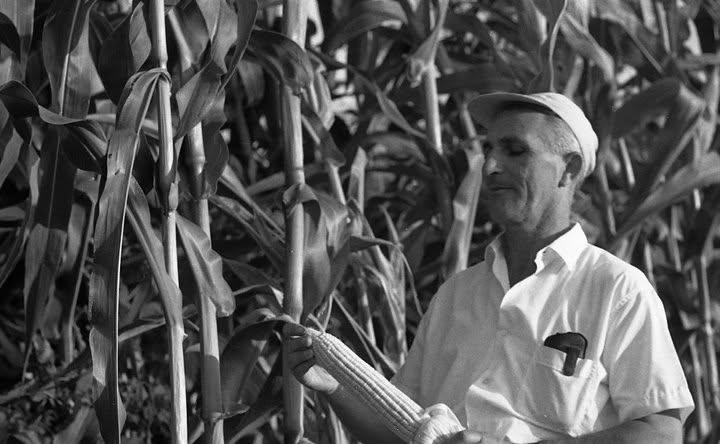 Agriculture At Kibbitz Kfar Blum - Growing Corn Agriculture At Kibbitz Kfar Blum - Growing Corn