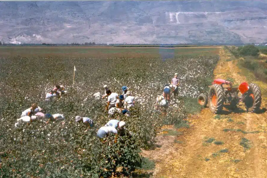 Kibbutz Kfar Blum Members Collectively Picking Cotton Equality and Mutual Shared Responsibility - Kibbutz Kfar Blum Members Collectively Picking Cotton Together