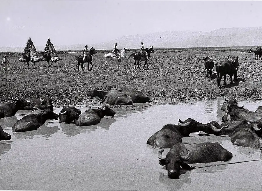 Water Buffalo of the Hula Valley